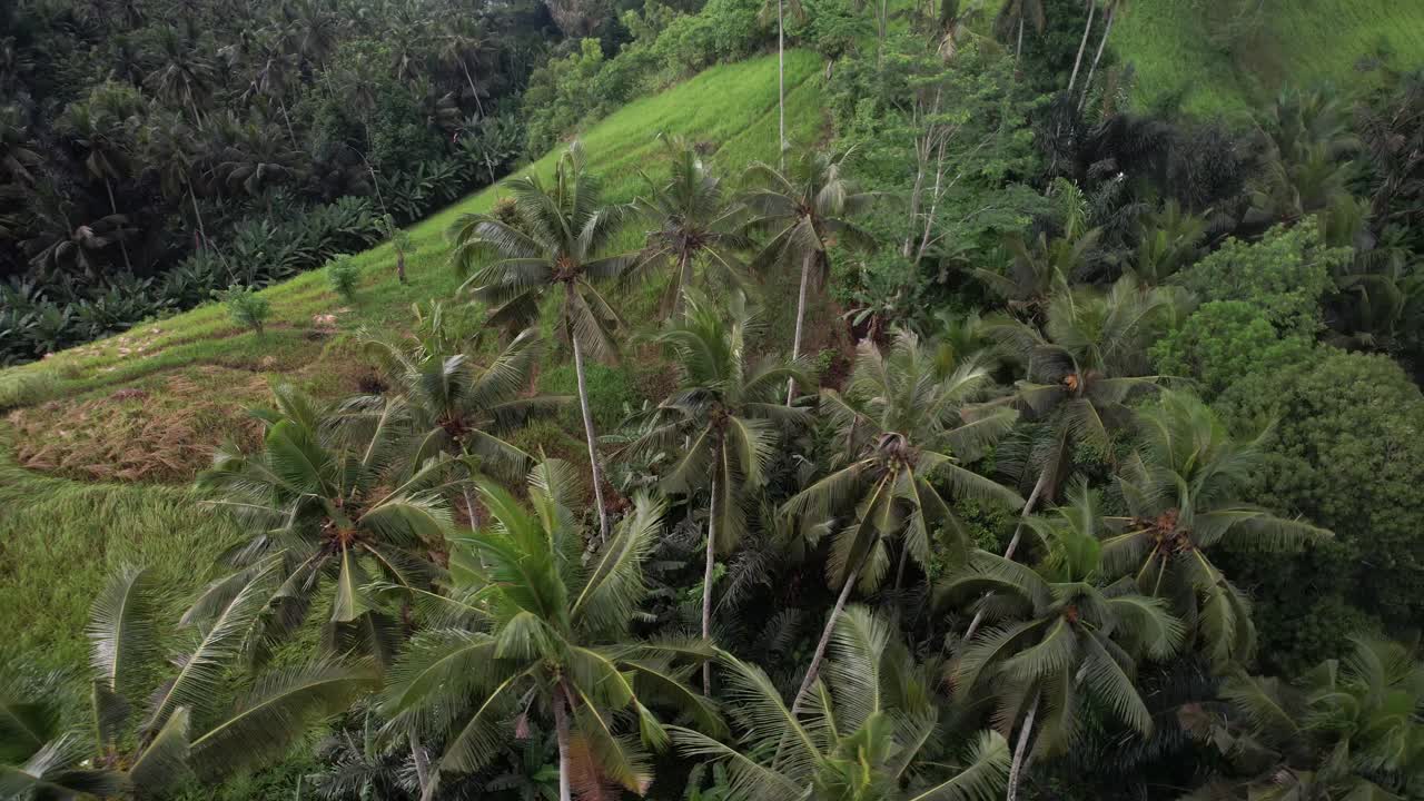 vista orbital de la plantación de cocoteros en la terraza balinesa, paisaje verde