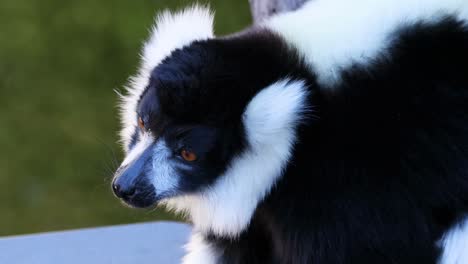 black and white lemur