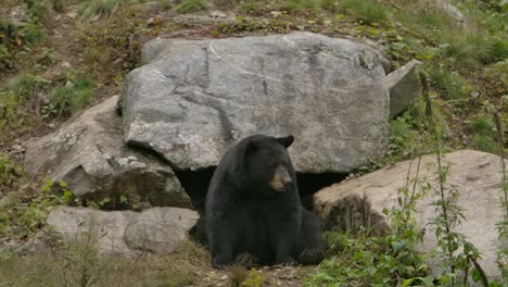 Schwarzbär,-Der-Vor-Der-Höhle-Sitzt,-Schaut-Sich-In-Zeitlupe-Um