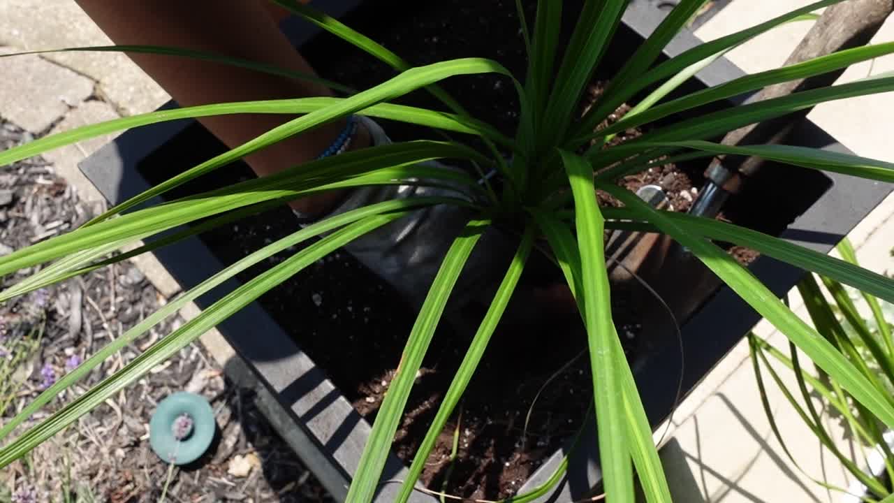 A gloved hand holds a small shovel, preparing a terracotta pot for planting a phormium tenax on a sunny day