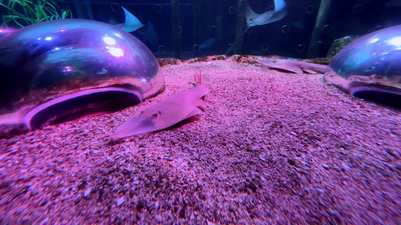 Small shark swims over pink gravel in an aquarium surrounded by futuristic domes