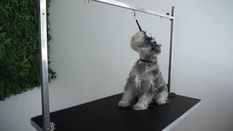 Confused-Miniature-Schnauzer-sitting-leashed-on-table-waiting-to-be-groomed