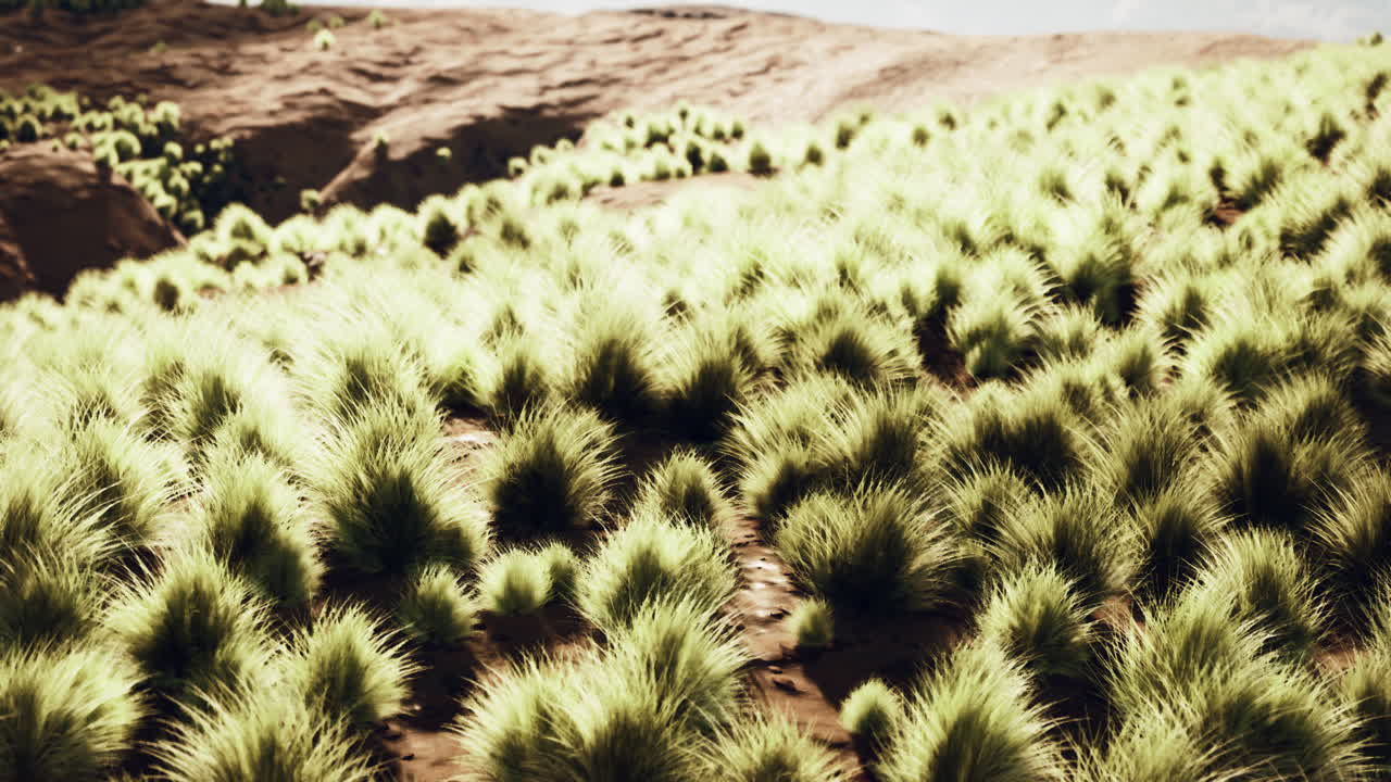 cerca del campo de hierba en un día soleado