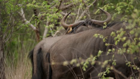 Madenhacker-Thront-Auf-Einem-Gnus,-Während-Er-Sich-Bewegt