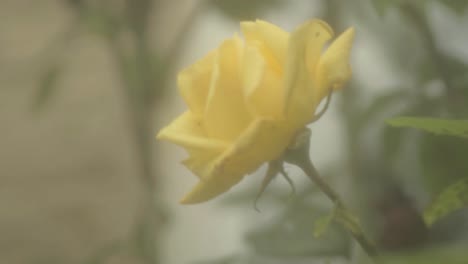 soft focus of yellow rose bush flowers