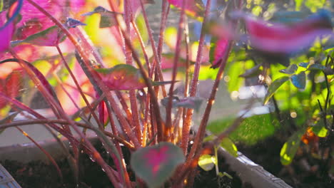 un léger ruisseau d'eau rafraîchit une magnifique plante de caladium dans cette vue rapprochée