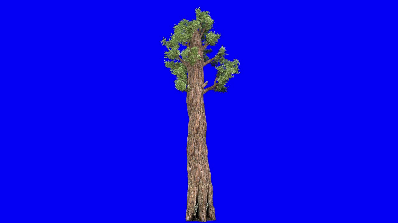 3D giant redwood tree with wind effect on blue screen 3D animation