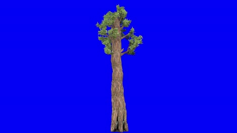 3d giant redwood tree with wind effect on blue screen 3d animation