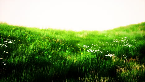 green grass landscape with hills and blue sky