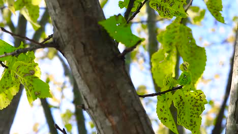 elm tree, upwards tilt 25fps 1920x1080