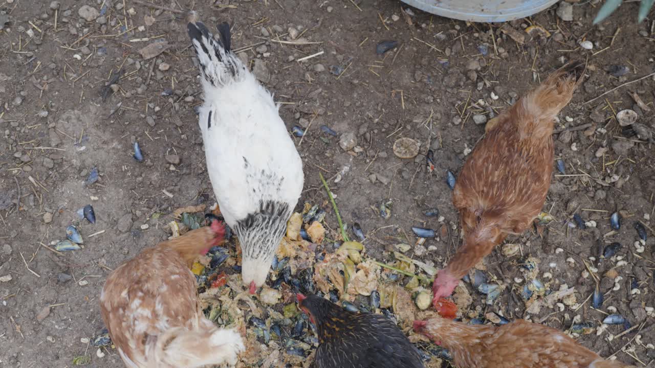 Top view of chickens pecking at food scattered on the ground, offering a dynamic farming moment. A snapshot of natural feeding behavior in a rustic, free-range environment.