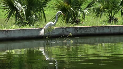 egret santands into a beautiful green lake