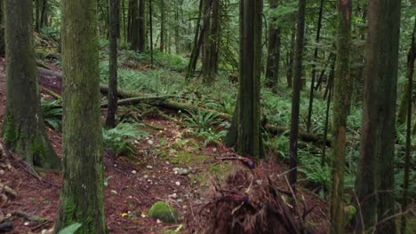 Moving-through-peaceful-woodland-forest-foliage-saturated-vibrant-natural-beauty