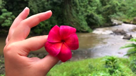 twirling a pink and red plumeria frangipani flower-exotic tropical flowering tree with fragrant flowers by the river in ubud, bali