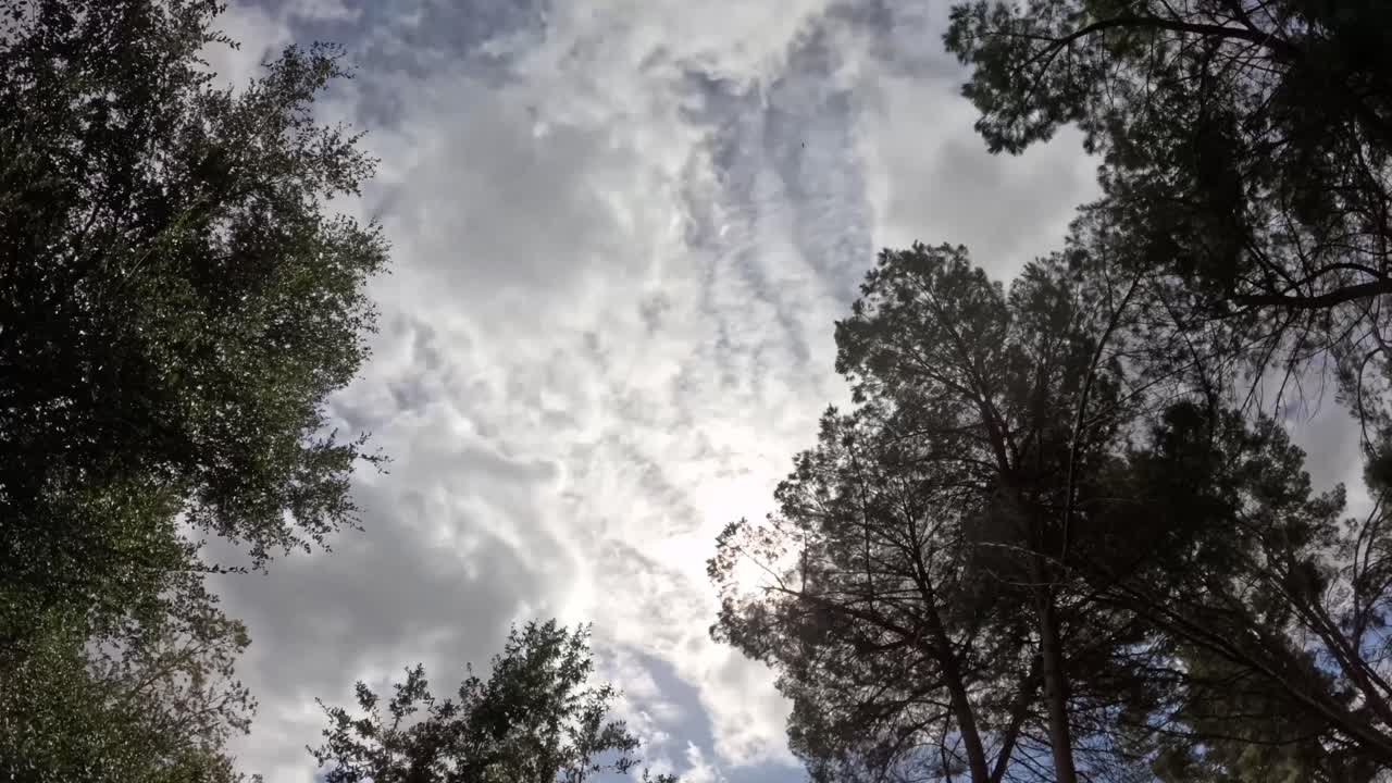 View of dark clouds drifting through a forest canopy, creating a moody and cinematic vibe with swaying treetops and shifting light patterns.