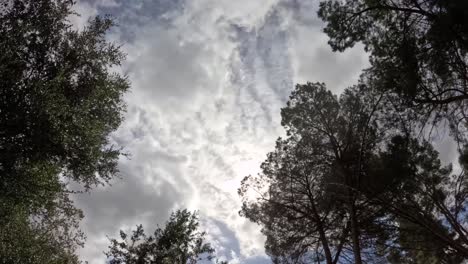 view of dark clouds drifting through a forest canopy, creating a moody and cinematic vibe with swaying treetops and shifting light patterns.