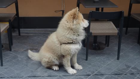 a cute chow chow puppy sitting outdoors