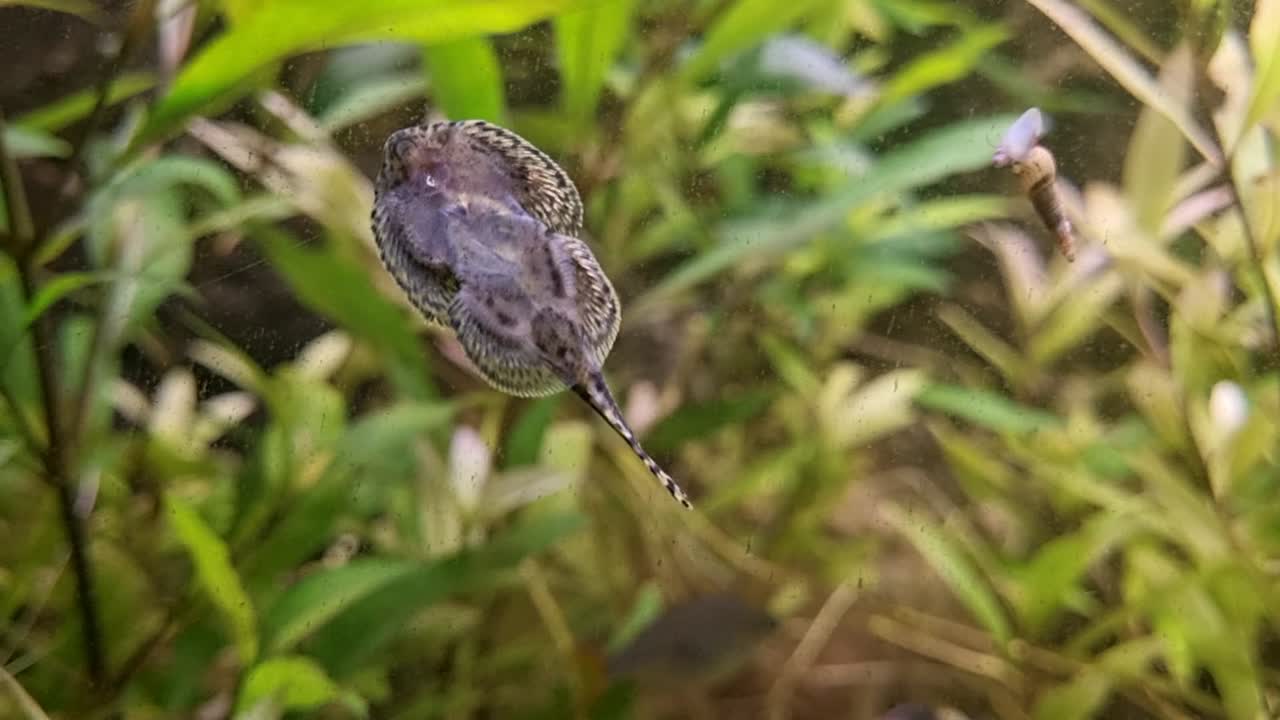 Juvenile freshwater stingray clinging to aquarium glass with aquatic plants in the background