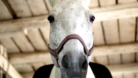 retrato de un caballo blanco, primer plano del hocico de un cabalo. el caballo mira directamente a la cámara. en los establos