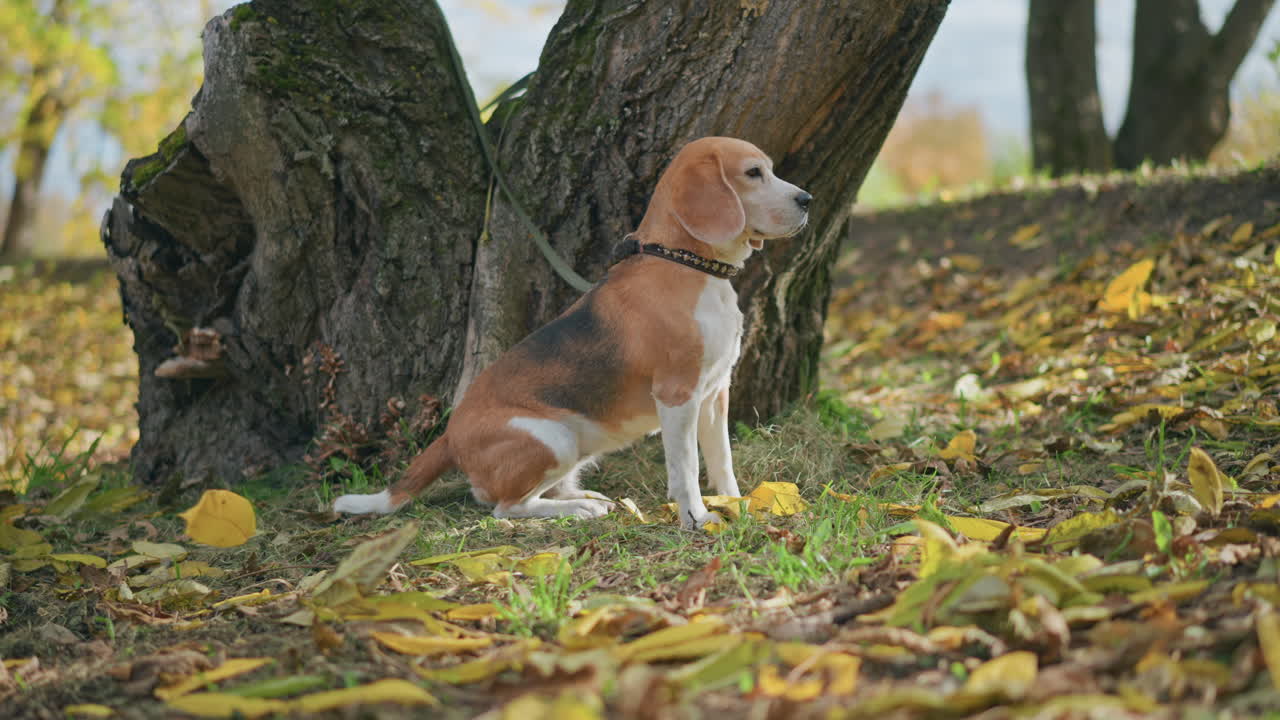 side view of beagle dog calmly sitting on grassy ground near tree trunk in autumn forest while colorful dry leaves swirl in wind, leash slightly visible, dog appears alert in breezy outdoor scene
