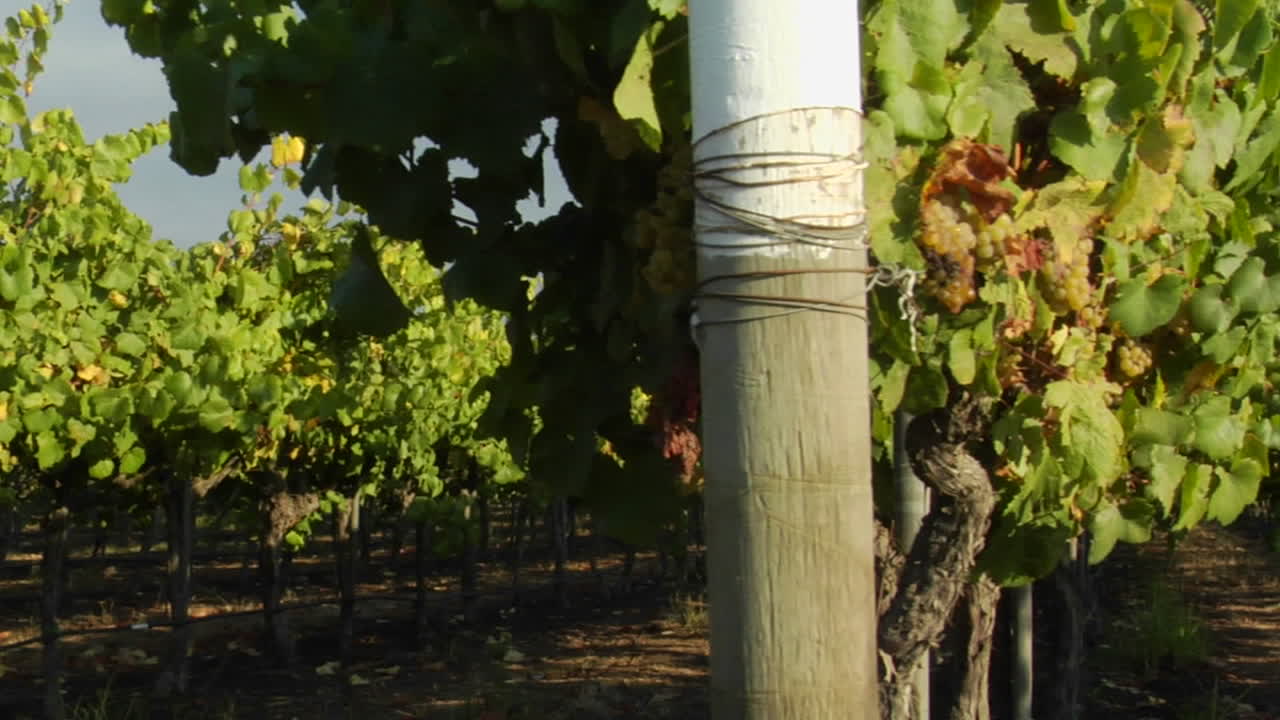 산타 바바라 카운티 포도원 캘리포니아에 있는 한 줄의 포도 덩굴을 가로질러 돌리 이동