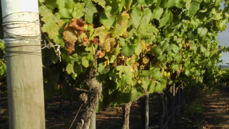 dolly se mueve a través de una fila de vides de uva en un viñedo del condado de santa bárbara, california