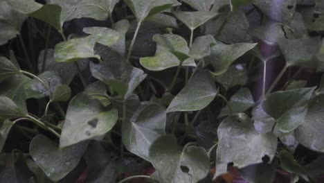 Tormenta-Destructiva-De-Granizo-Golpeando-Hojas-De-Plantas-Con-Piedras-De-Granizo-Y-Causando-Daños,-Desastre-Natural-Muy-Severo-Seguido-De-Fuertes-Lluvias-Que-Causan-Inundaciones