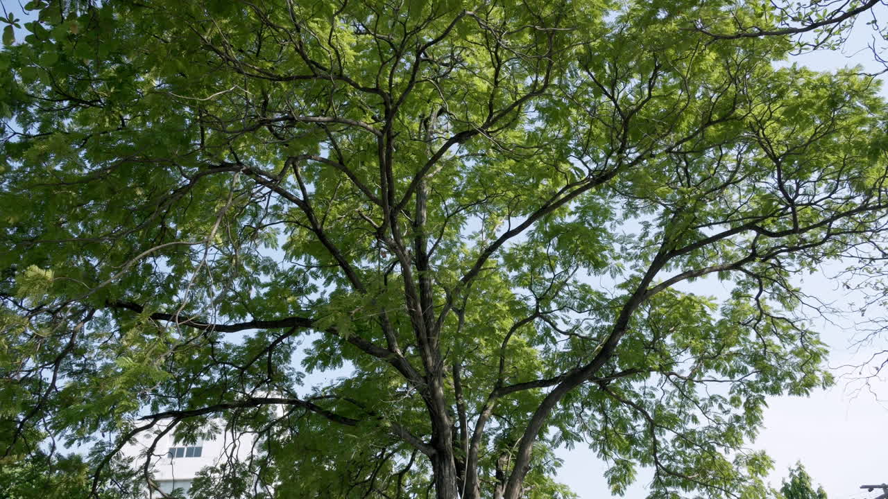 Tree canopy at time of year with intense green foliage