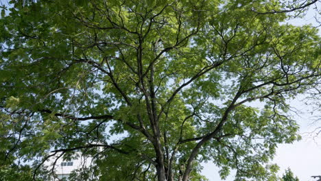 tree canopy at time of year with intense green foliage