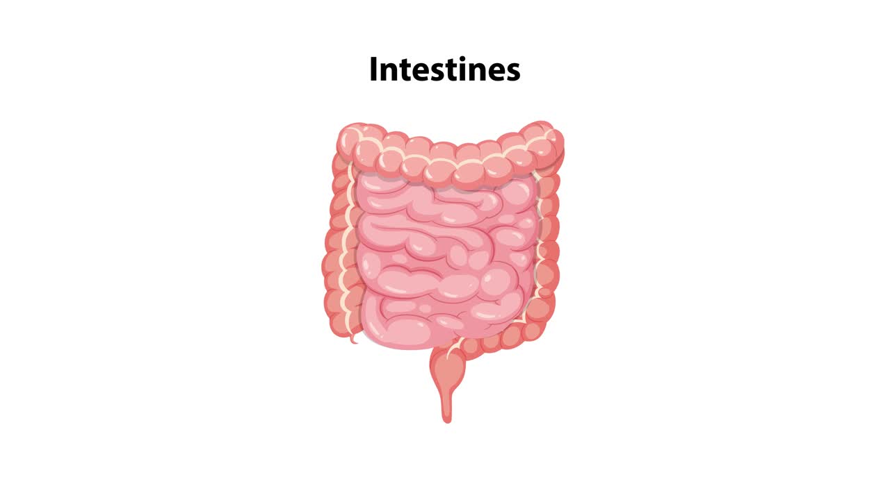 Animation transitions from a full-body anatomical view to a close-up of the intestines, using smooth zoom and spotlight effects on a black background