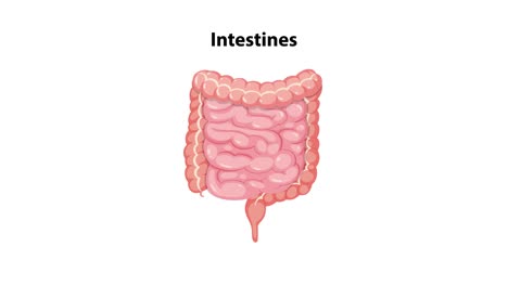 animation transitions from a full-body anatomical view to a close-up of the intestines, using smooth zoom and spotlight effects on a black background