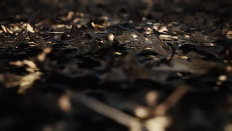 CGI-Rendering-Von-Trockenen,-Abgestorbenen-Blättern,-Die-Im-Ländlichen-Wald-Auf-Dem-Boden-Liegen,-Lichtstrahlen