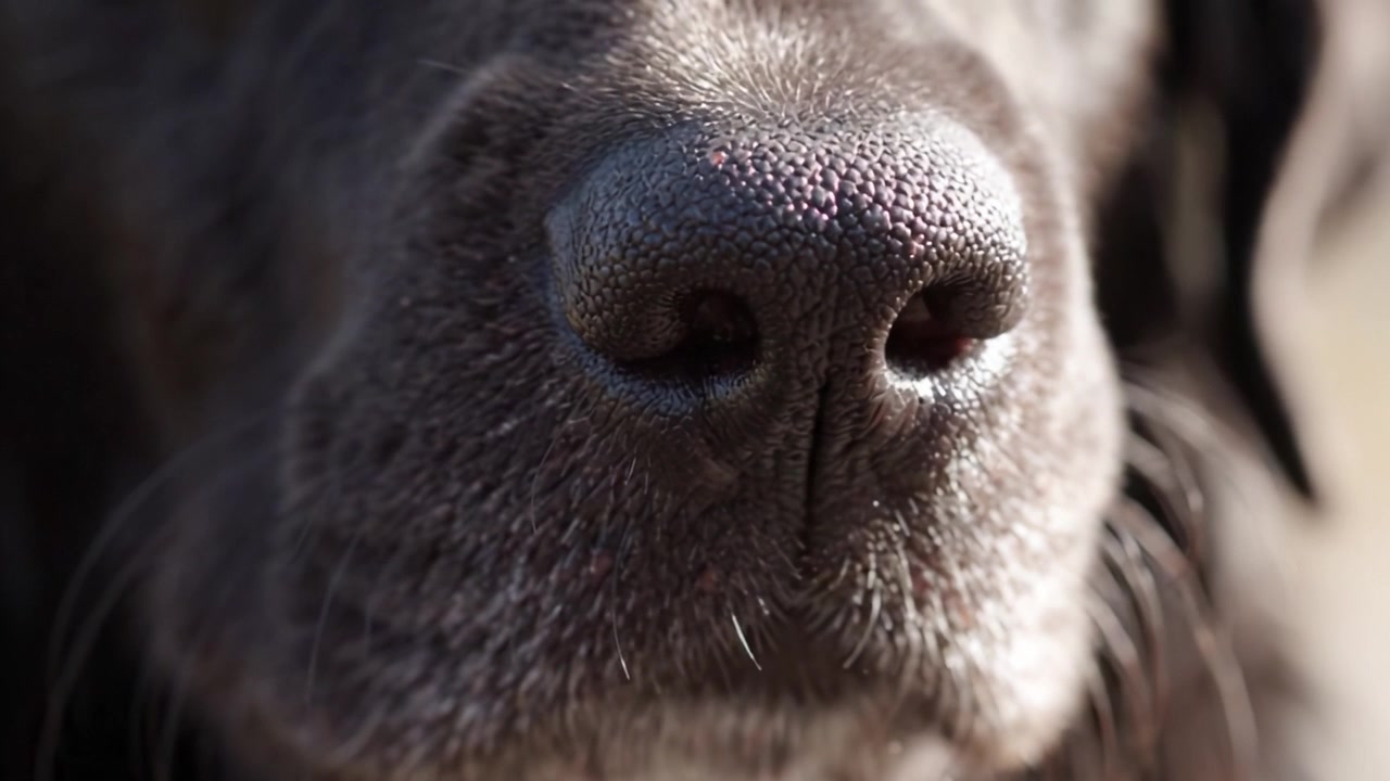 Un examen rapproché des caractéristiques canines : mettant en évidence les particularités uniques du nez d'un chien et son importance dans la communication et la détection olfactive