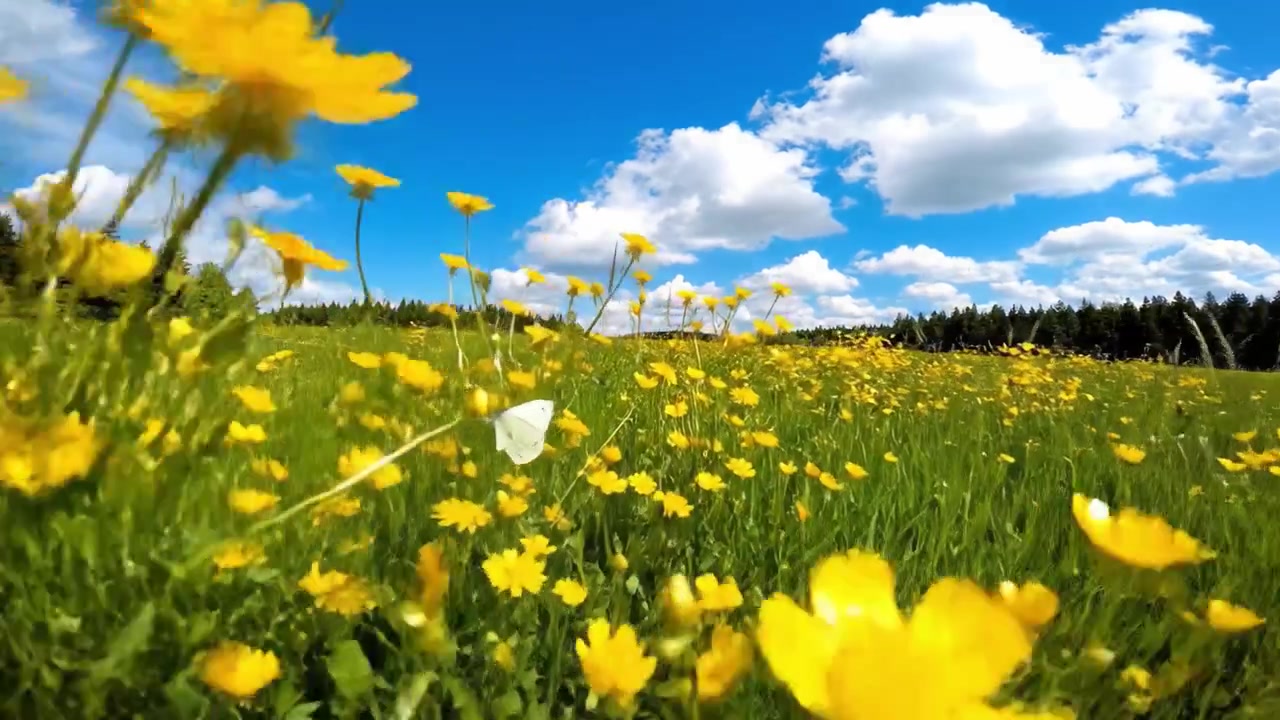 Un paesaggio vibrante di fiori selvatici ed erba verde lussureggiante sotto un cielo blu mozzafiato con soffici nuvole bianche, catturato in un ambiente naturale idilliaco.