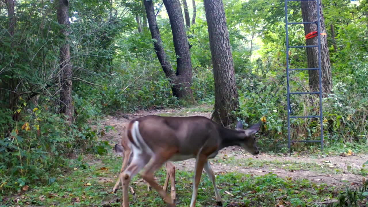 venado de cola blanca y sus crías gemelas se mueven lentamente a lo largo de un sendero en el bosque con un puesto de cazador a fines del verano en el medio oeste