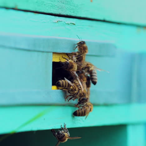 slow motion of honey bees flying around beehive. an apiary in the summer.