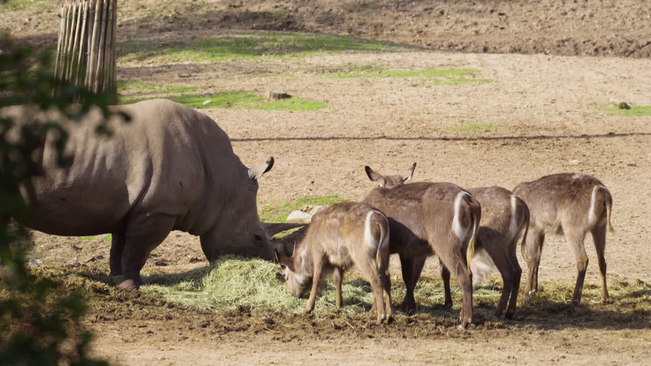 Rhino and antelopes eating grass in zoo area, static view