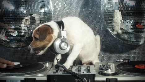 Hund-Dj-4k-21