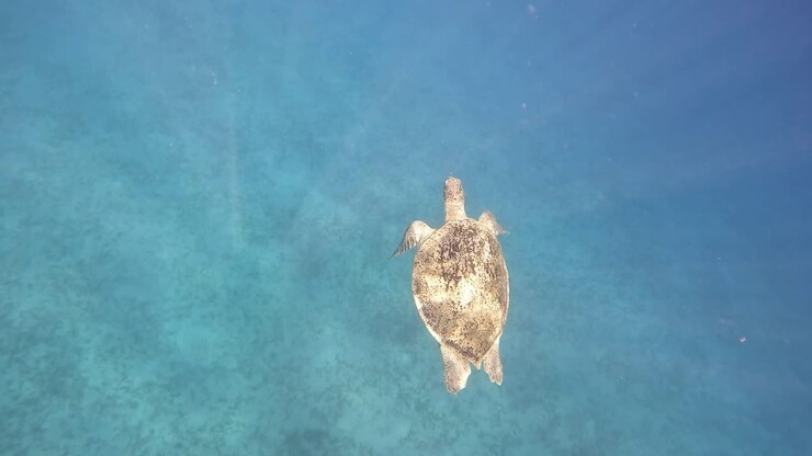 Top shot of turtle in her natural habit slowly swimming underwater. Behind turtle you can see plenty of divers. Shot was taken at Egypt Marsa Alam near to the Abu Dabbab beach