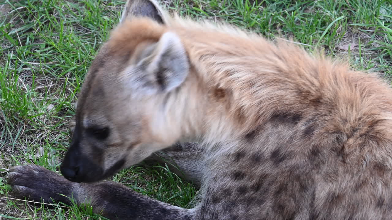 클로즈업: 하이에나가 발을 핥고 풀밭에 누워 머리를 돌리고 있다