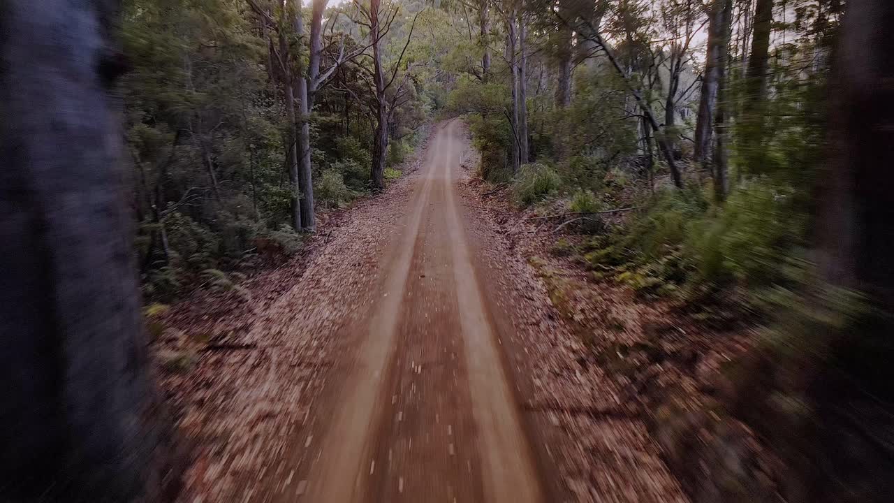 movimiento a través de un delgado camino salvaje en el denso bosque de stormlea, tasmania, australia