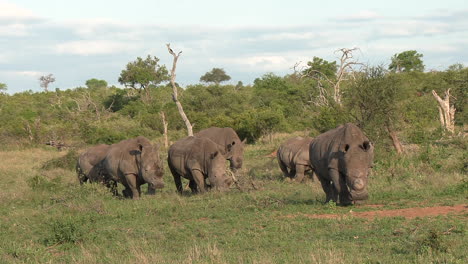 a crash of white rhinos moving through the savannah of the national reserve