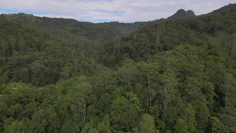 dense trees in the rainforest of currumbin valley reserve - hinterland of gold coast, queensland, australia
