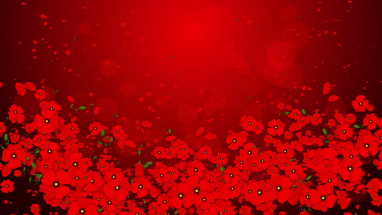 Pattern red poppy flowers with leaves. Graphic floral elements move and fly on animated background with small particles. Looped seamless motion graphics.