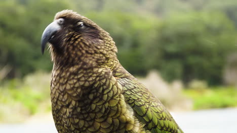 primer plano de kea interactuando con la cámara en un día lluvioso