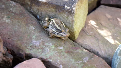 Una-Rana-Pickerel-Se-Sienta-Junto-A-Un-Estanque-Inflando-Su-Saco-De-Garganta