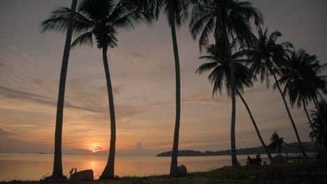 palm trees beach sunset time lapse