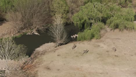 Antena-De-Drones,-Pequeña-Manada-De-Cebras-Bebiendo-En-Un-Río-En-Estado-Salvaje-En-Una-Mañana-De-Invierno