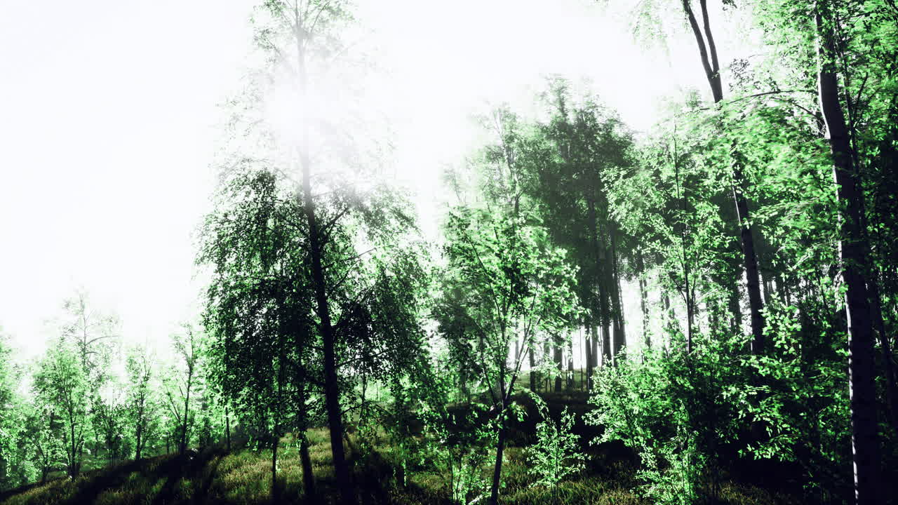 Vibrant green foliage in a sunlit forest setting during early morning hours