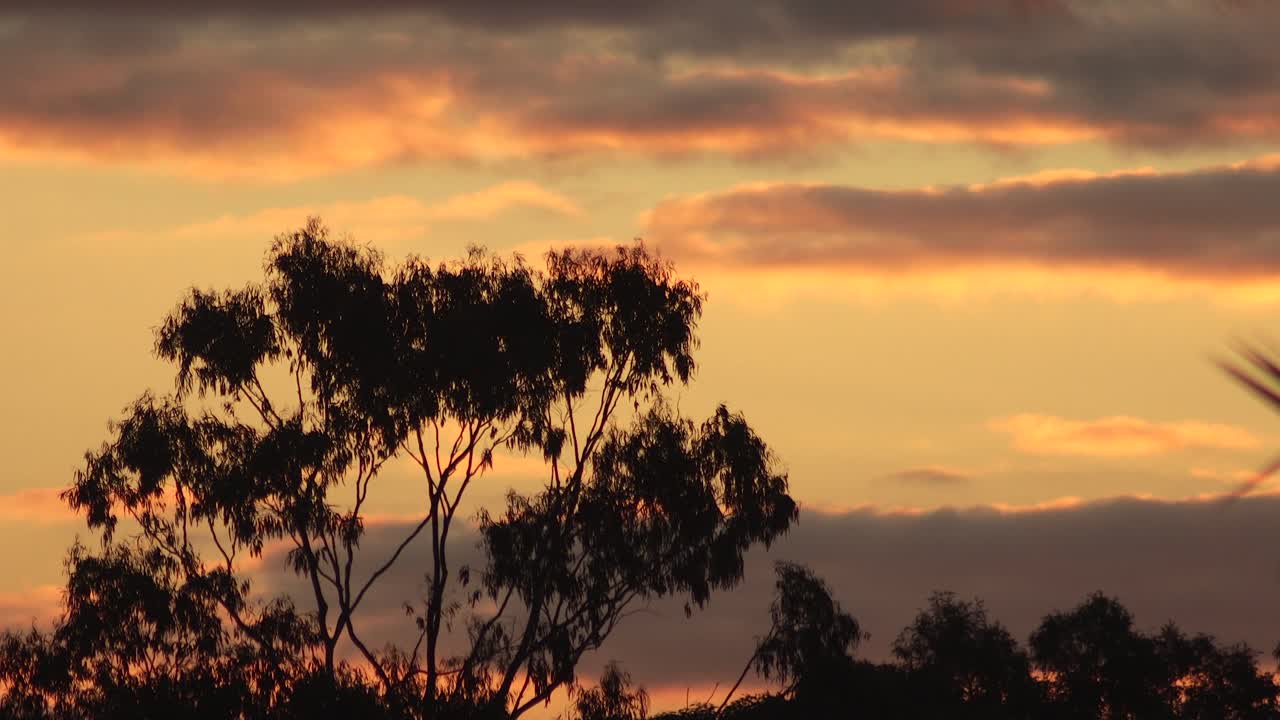 puesta de sol australiana hora de oro gran árbol de goma naranja nubes en el cielo crepúsculo australia maffra gippsland victoria